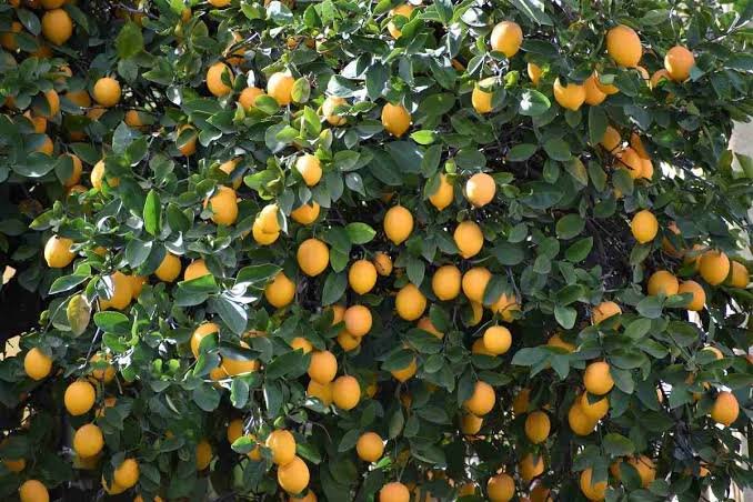 Lemon Farming In India