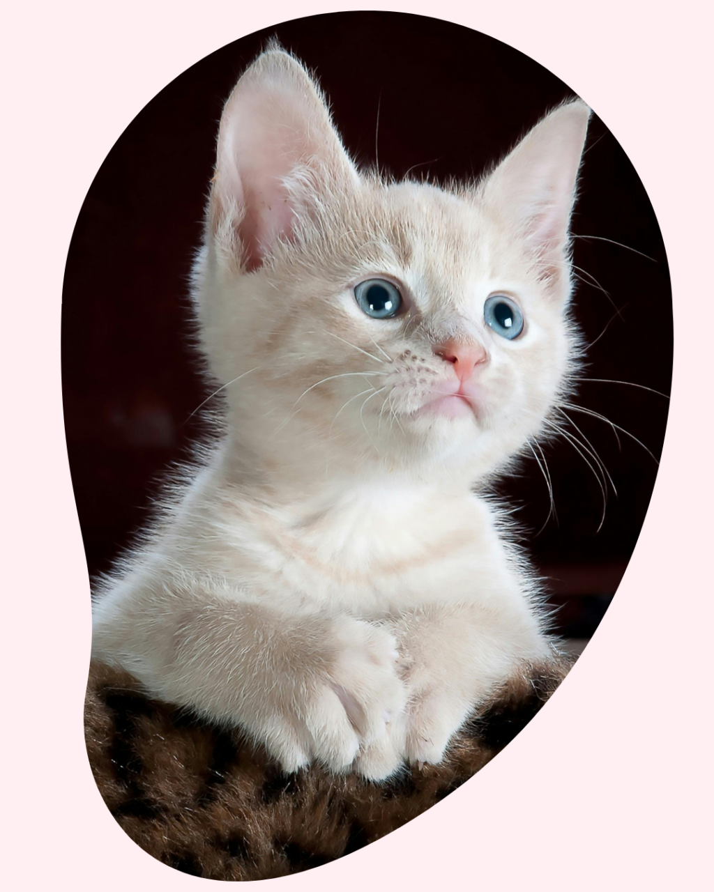 mobile cat grooming