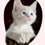 mobile cat grooming