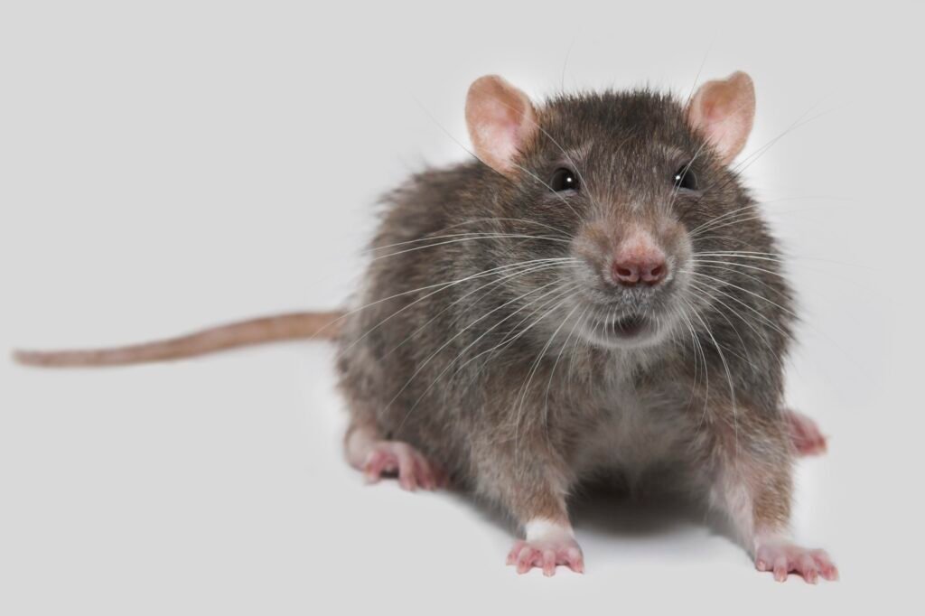The rat