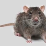 The rat