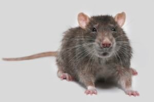 The rat