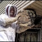The Importance of Early Detection for Bee Infestations