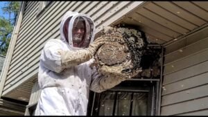 The Importance of Early Detection for Bee Infestations