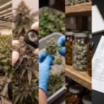 How_Cannabis_Producers_Maintain_Product_Quality_From_Seed_to_Seal