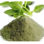 Andrographis Extract: Botanical Ingredients for Modern Formulations