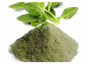Andrographis Extract: Botanical Ingredients for Modern Formulations