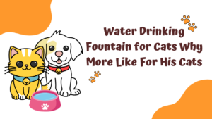 Water Drinking Fountain for Cats