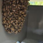 Hornet control singapore