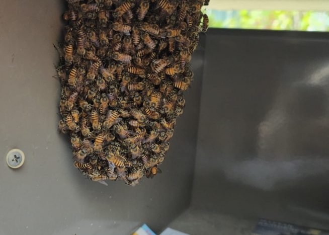 Hornet control singapore