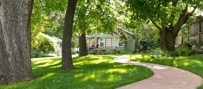 arborist barrie
