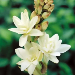Tuberose Concrete Manufacturers