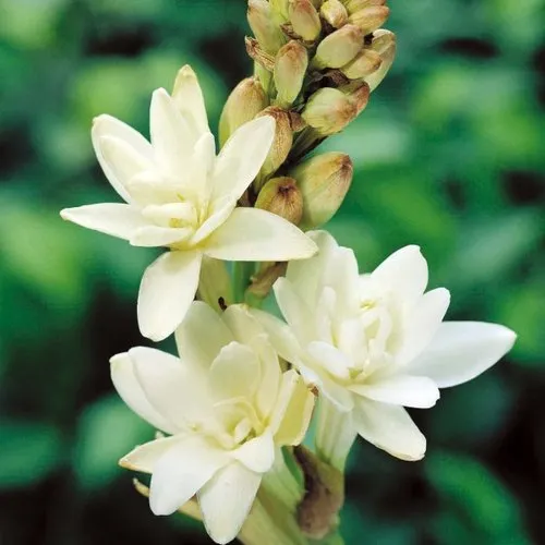 Tuberose Concrete Manufacturers