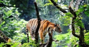 nature and safari in south india 