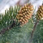 Pine pollen extract