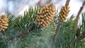Pine pollen extract
