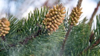Pine pollen extract