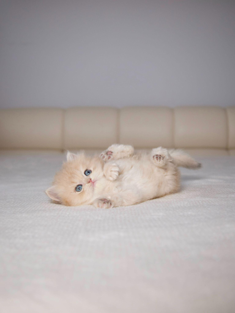 a kitten lying down on its back on the bed