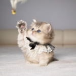 close-up of a kitten sitting on a bed trying to catch a cat toy