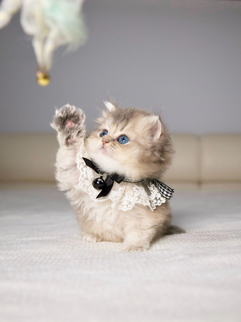 close-up of a kitten sitting on a bed trying to catch a cat toy