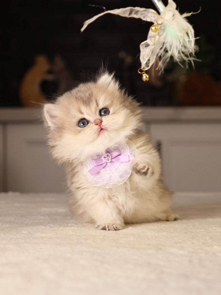 a cat playing with a toy