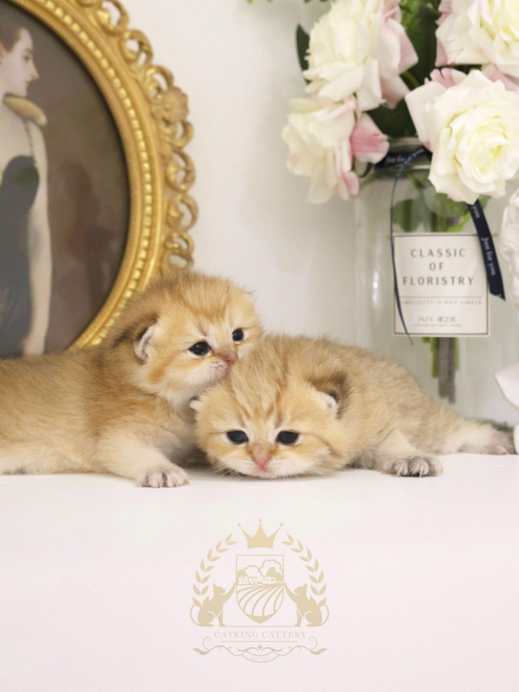 two cats sitting with each other