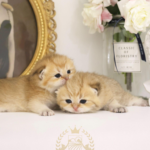two cats sitting with each other