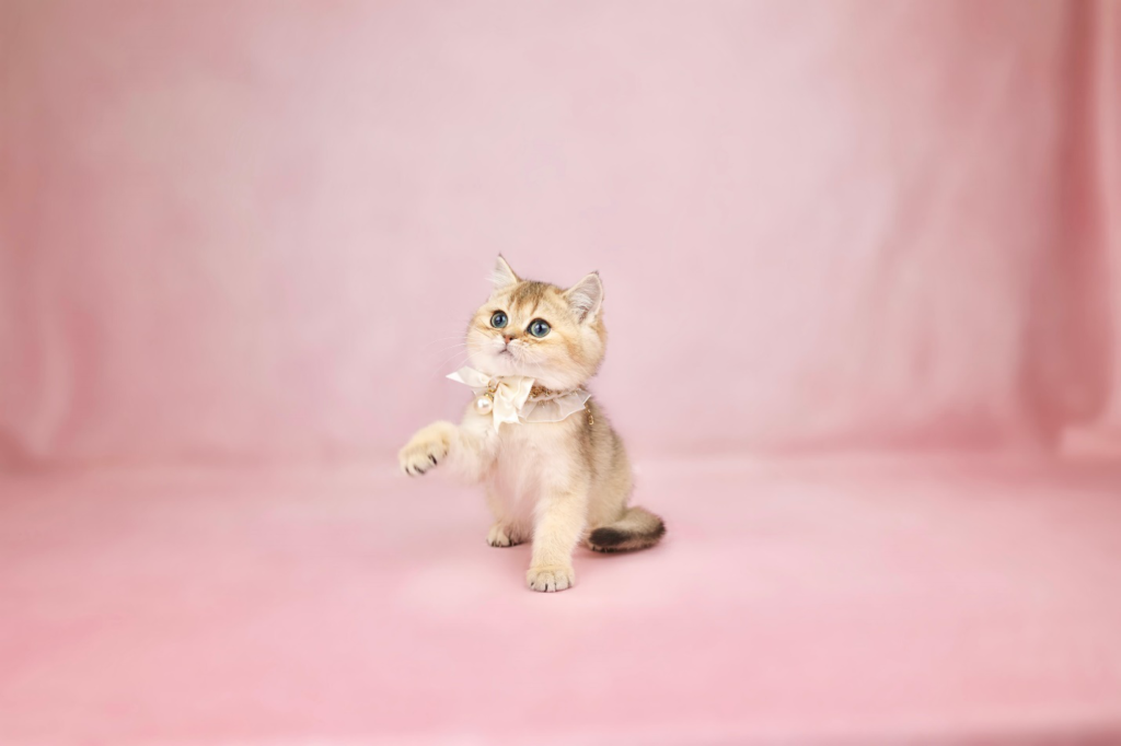 A British kitten with one paw up in the air