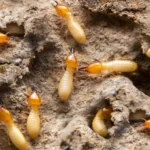 Termite Control in Fort Worth