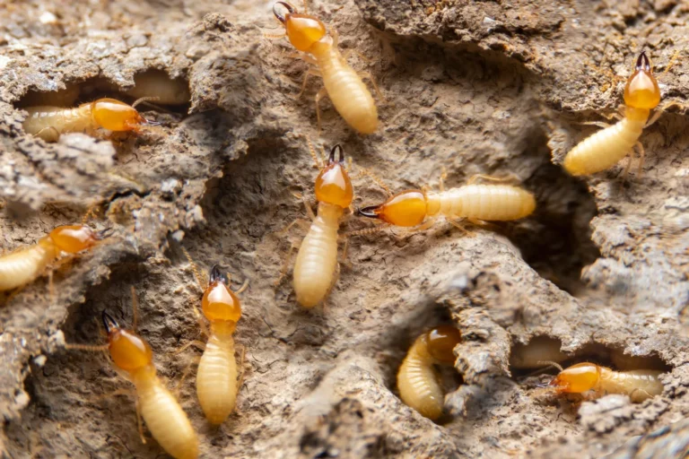 Termite Control in Fort Worth