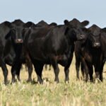 Cattle loan calculator Canada