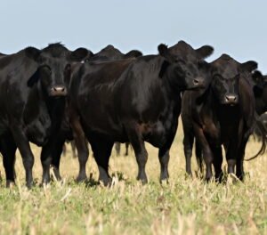 Cattle loan calculator Canada