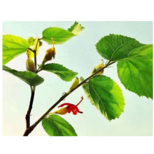 Gymnema Sylvestre Manufacturers