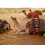 desert-safari
