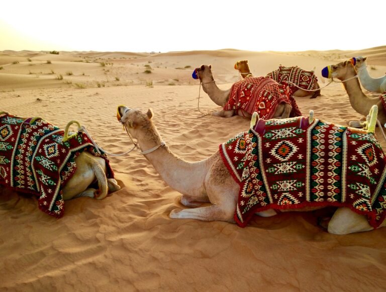 desert-safari